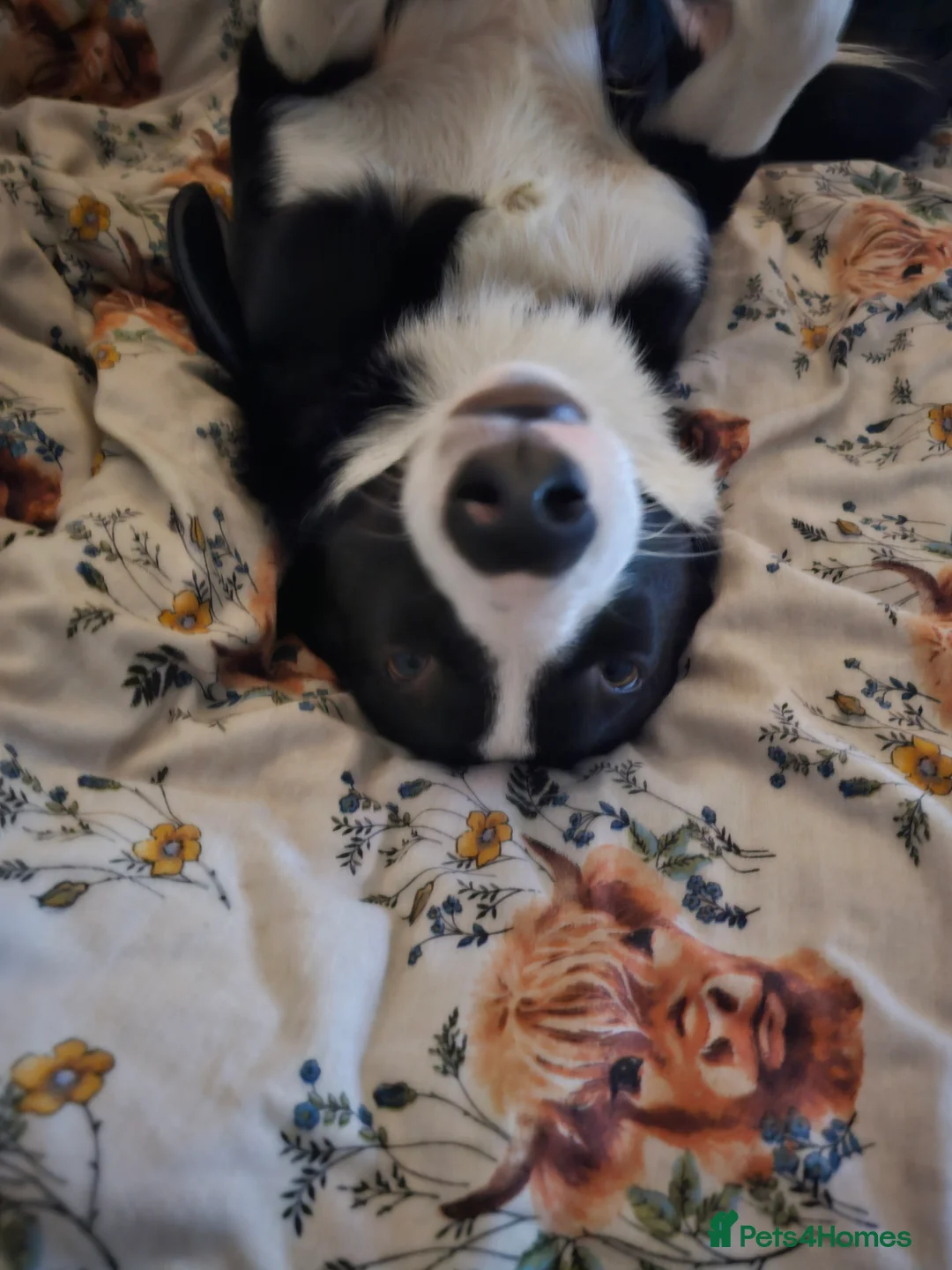 Border Collie dogs for sale: Barney- 14 month old Border collie  - Advert 4