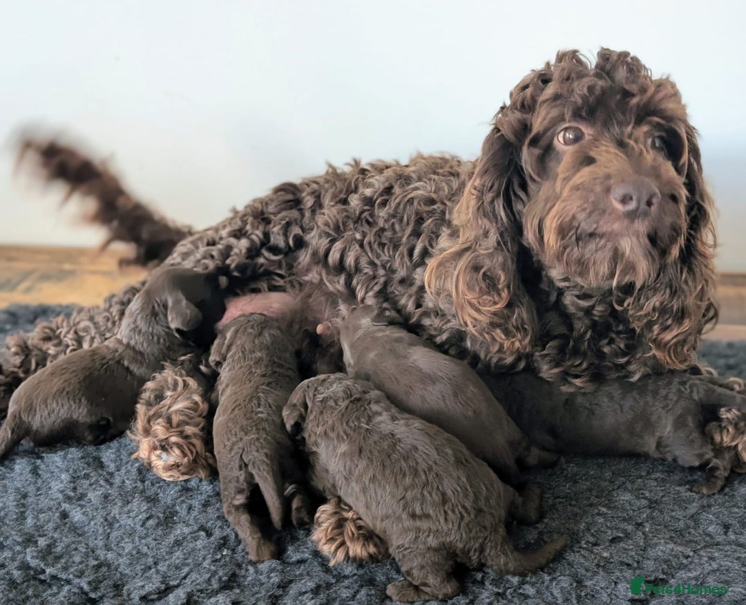 Cockapoo dogs for sale: Very special PRA clear chocolate litter cockapoos  - Advert 2