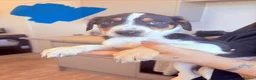 Mixed Breed dogs for sale: Border collie x Hunterway puppies in Crieff - Advert 7
