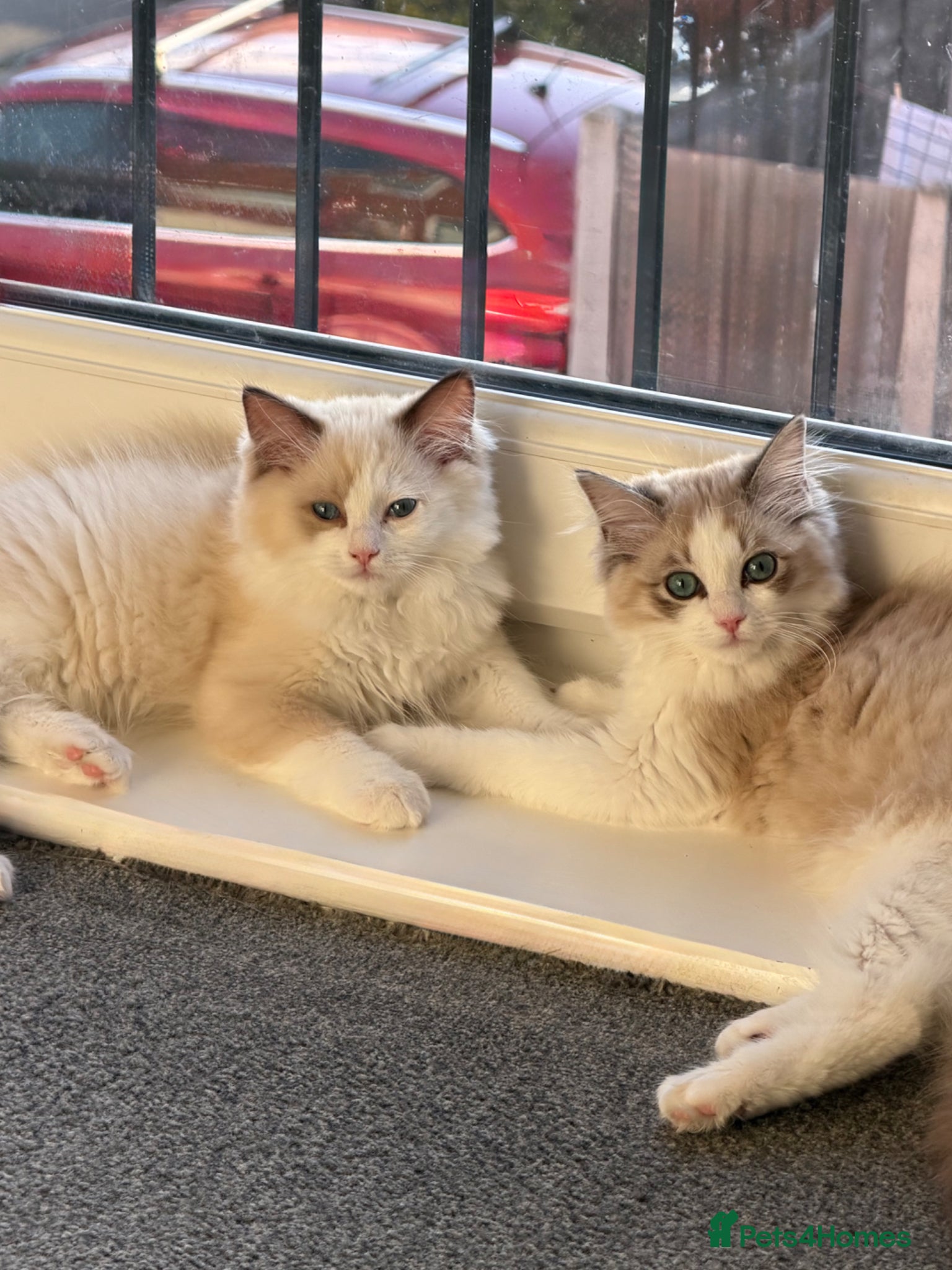 Ragdoll cats Beautiful TICA Registered Ragdoll Kittens 😻 - Advert 2