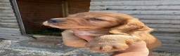 Cocker Spaniel dogs for sale: Cocker Spaniel pups  in Seaham - Advert 3
