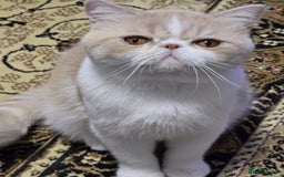 Exotic cats for sale: Cream and White Pedigree Exotic Shorthair in London - Image 2