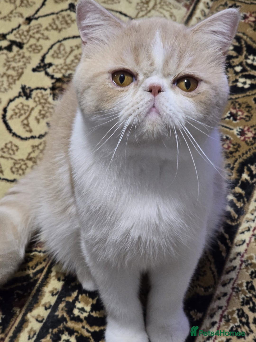 Exotic cats for sale: Cream and White Pedigree Exotic Shorthair in London - Image 2