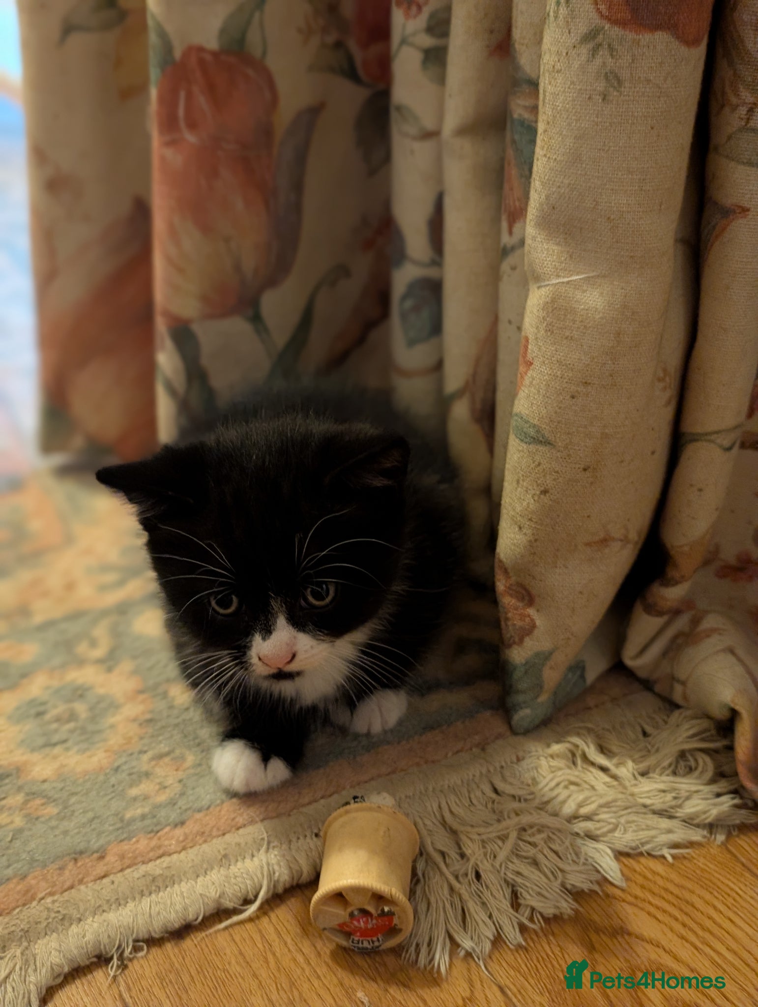 Mixed Breed cats Kittens from loving country cottage home - Advert 15