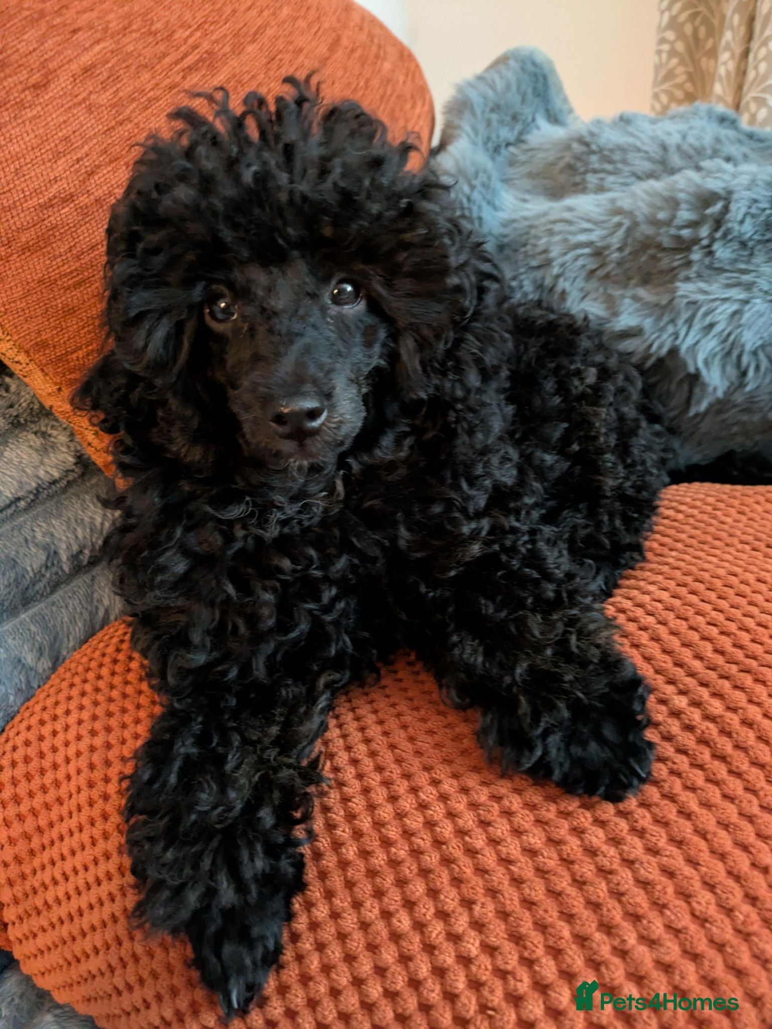 Toy Poodle dogs Toy poodle girl black 16 weeks old  - Advert 5