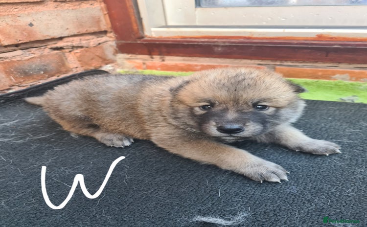 Mixed Breed dogs Czech Wolfdog × Akita/Malamute Puppies - Advert 2