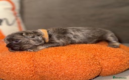 French Bulldog dogs for sale: 3 weeks old Fluffy french bulldog puppies - Image 15