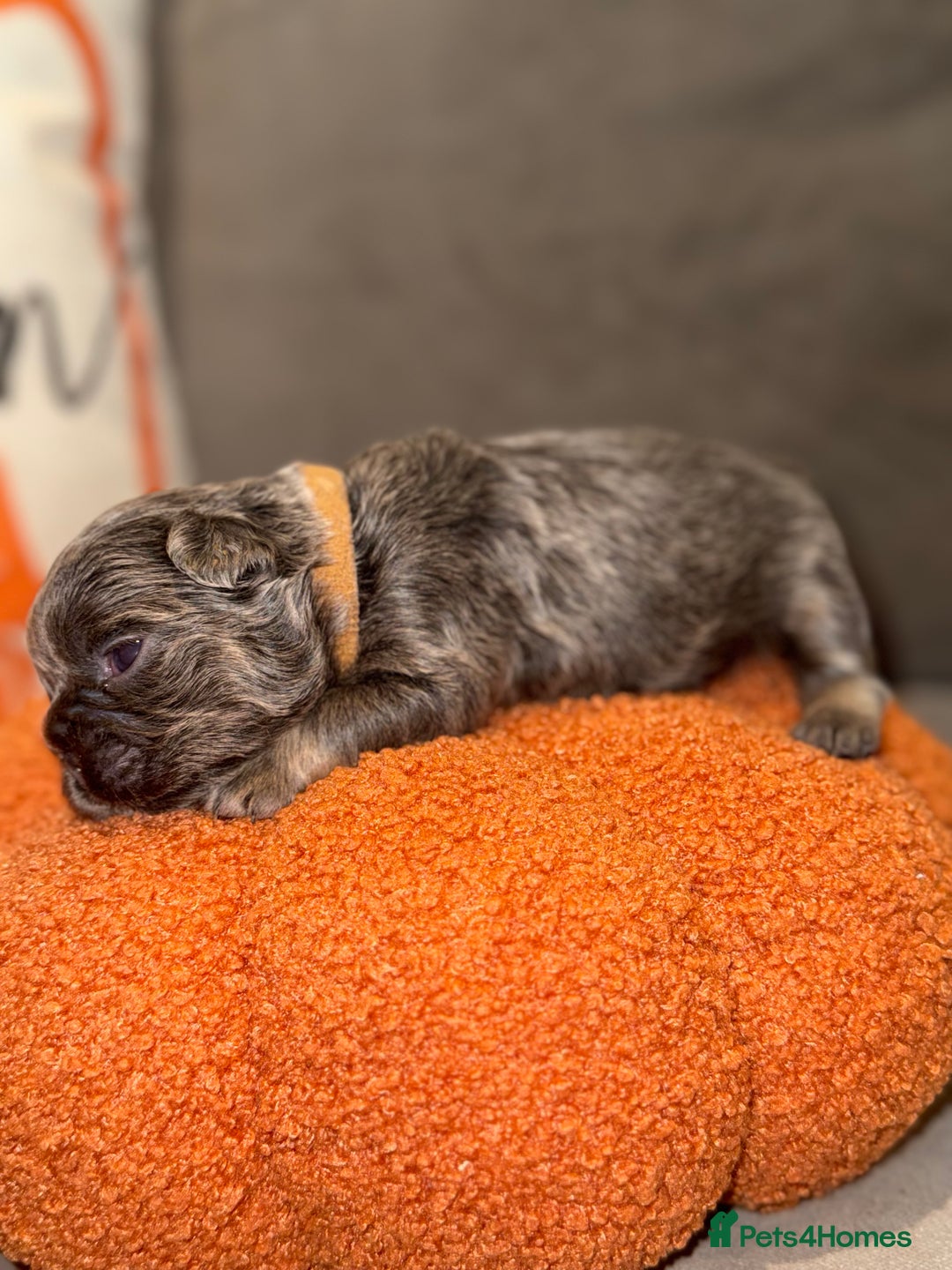 French Bulldog dogs for sale: 3 weeks old Fluffy french bulldog puppies - Image 15