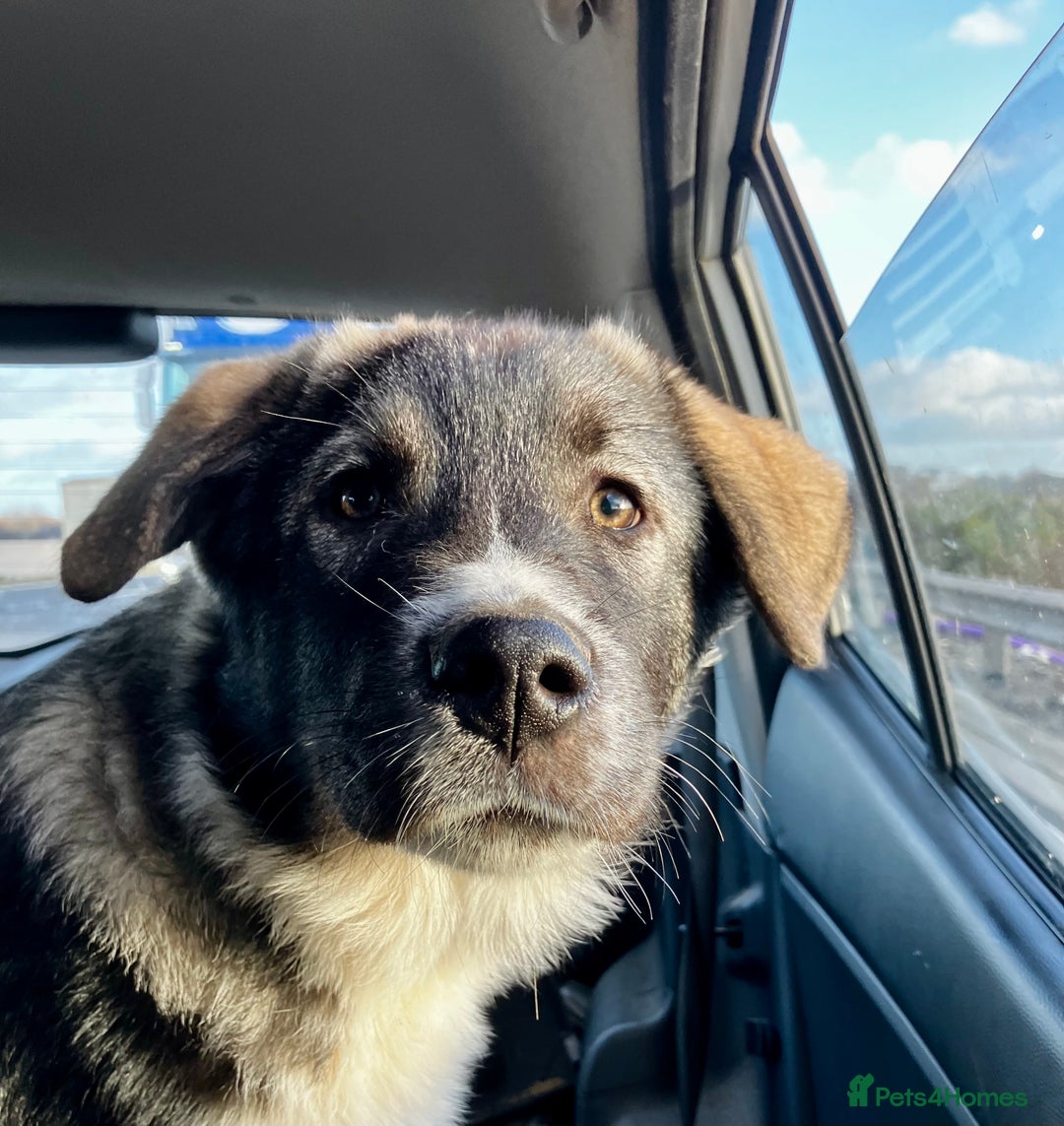 Mixed Breed dogs for sale: READY NOW! Pure Husky x Caucasian Shepherd - Advert 22