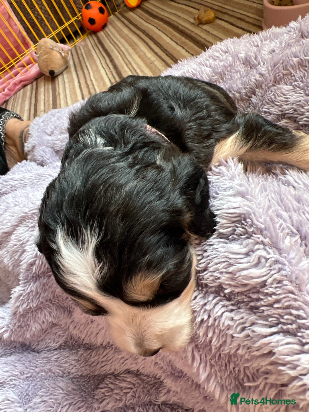 Cockapoo dogs for sale: F1b Cockerpoo puppies. - Image 31