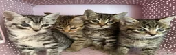 Bengal cats for sale: 4 gorgeous Bengal mix kittens - Advert 1