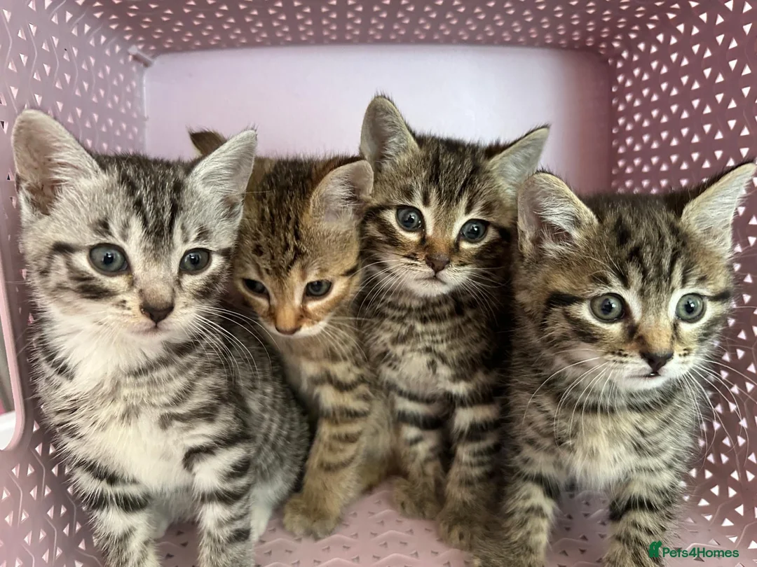 Bengal cats for sale: 4 gorgeous Bengal mix kittens - Advert 1