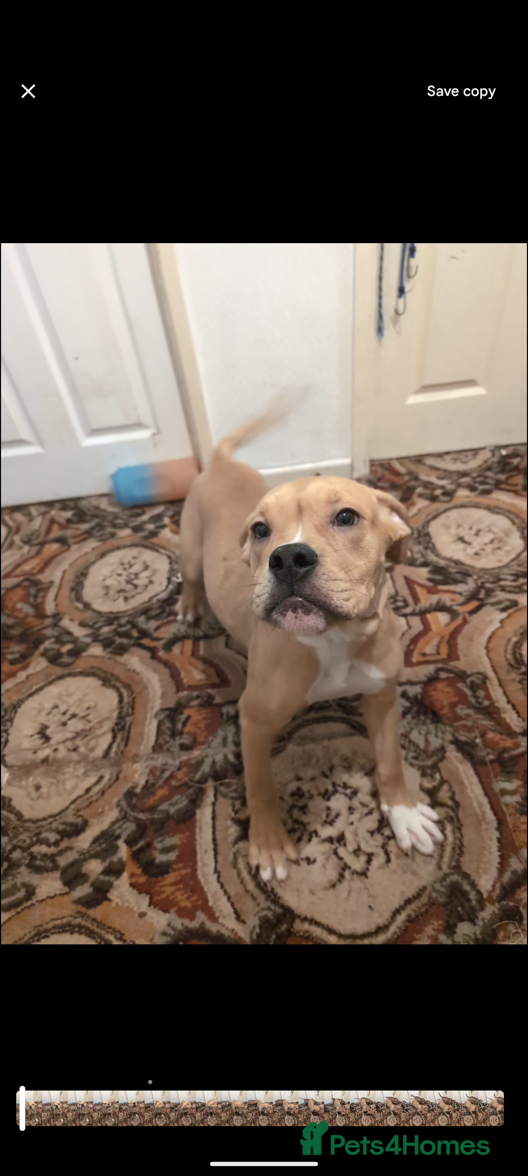 Olde English Bulldogge dogs for sale: Bruce, Hilda & Dakota offers welcome. - Advert 4