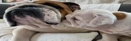 English Bulldog dogs for sale: Three Little Wrinkles Pure Bulldogs, Sweet Hearts - Advert 5