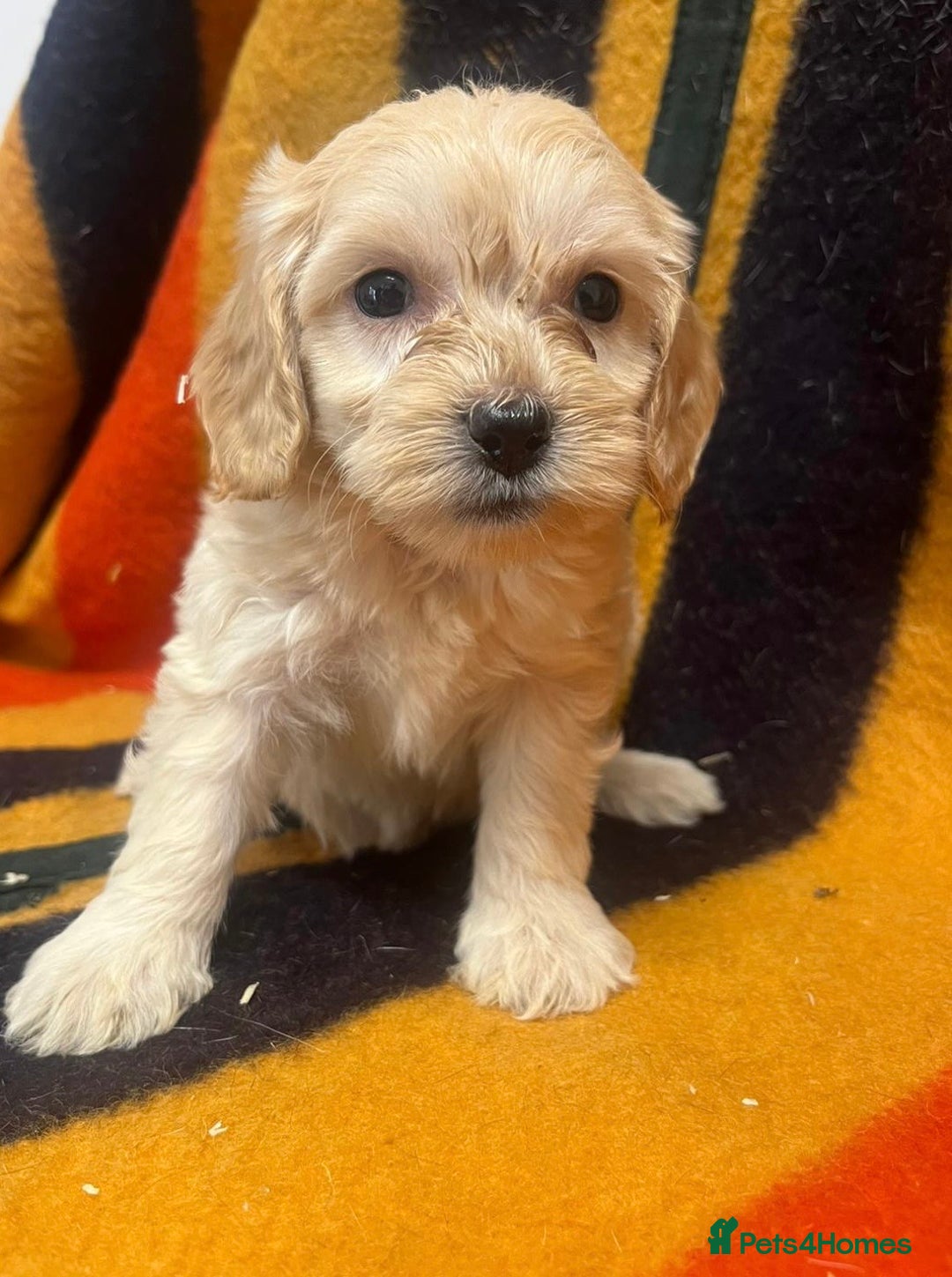 Cockapoo dogs for sale: F1 Cockapoo Puppies.  - Image 6