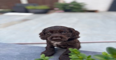 Cocker Spaniel dogs - Advert 8