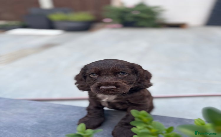 Cocker Spaniel dogs - Advert 3
