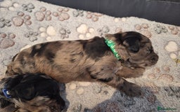 Sproodle dogs for sale: Sproodle Merle puppies  - Image 5