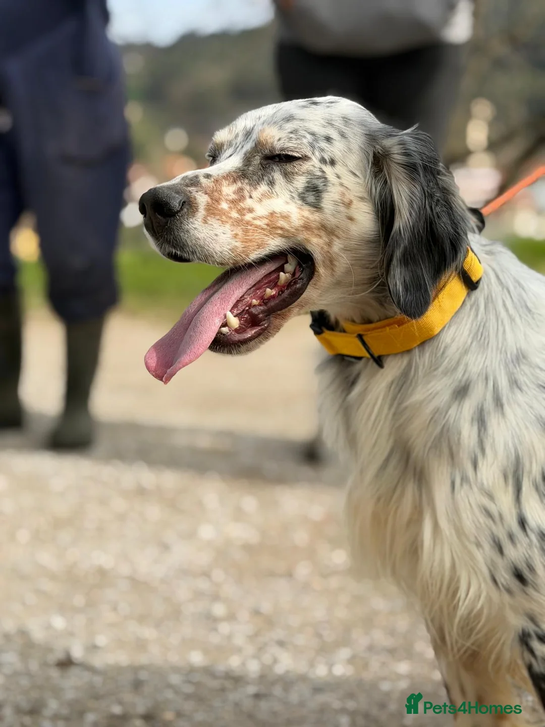 English Setter dogs for adoption: Oreka - Advert 9