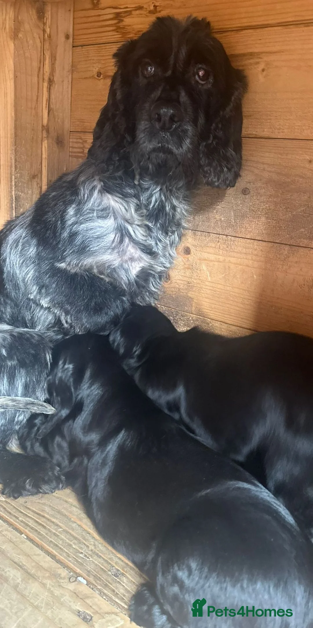 Cocker Spaniel dogs for sale: Beautiful black cocker spaniels girls for sale  - Advert 13