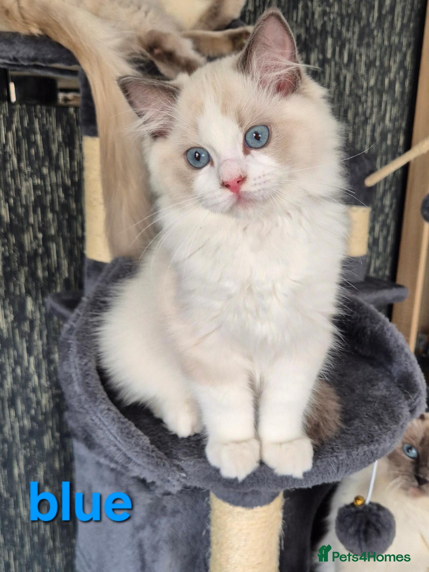 Ragdoll cats Ready Boy TICA registered DNA Tested Ragdoll  - Advert 1