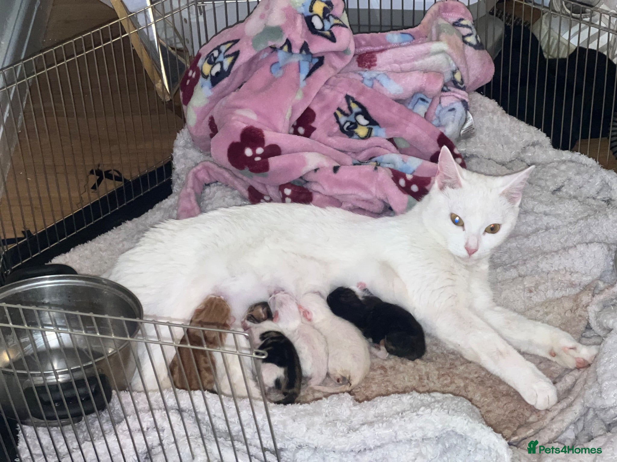 Ragdoll cats our white Ragdoll miniture cross has given birth  - Advert 3