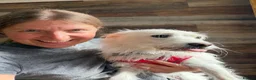 Mixed Breed dogs for adoption: ❤️🐶 SNOWY – THE SWEETEST LITTLE SOUL in Burton-on-Trent - Advert 18