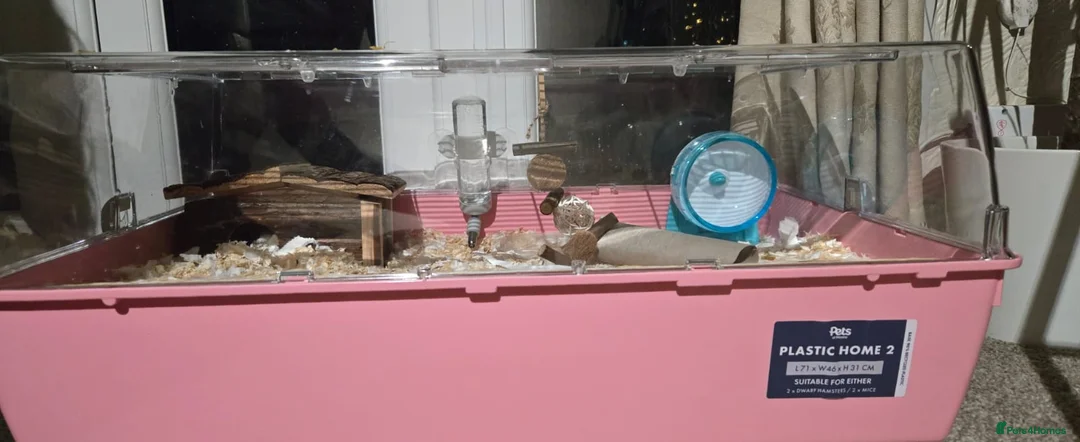Hamster rodents for sale: Russian dwarf Hamster with cage and accessories in Southend-on-Sea - Advert 10