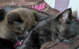 Maine Coon cats for sale: Maine Coon X kittens - Image 20