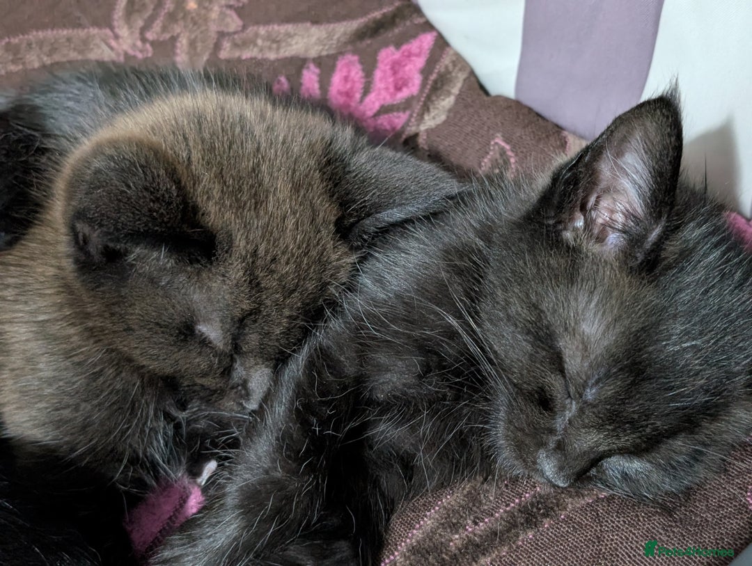 Maine Coon cats for sale: Maine Coon X kittens - Image 20