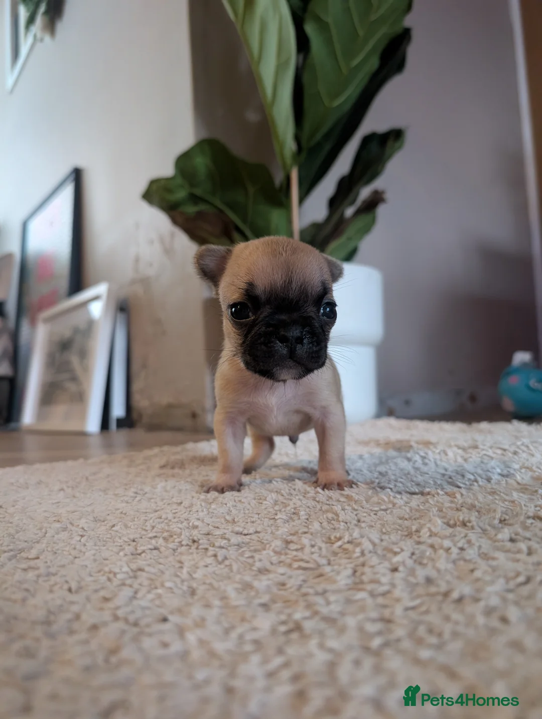 French Bulldog dogs for sale: *last one*Mixed (75%) French Bulldog Frenchie - Advert 19