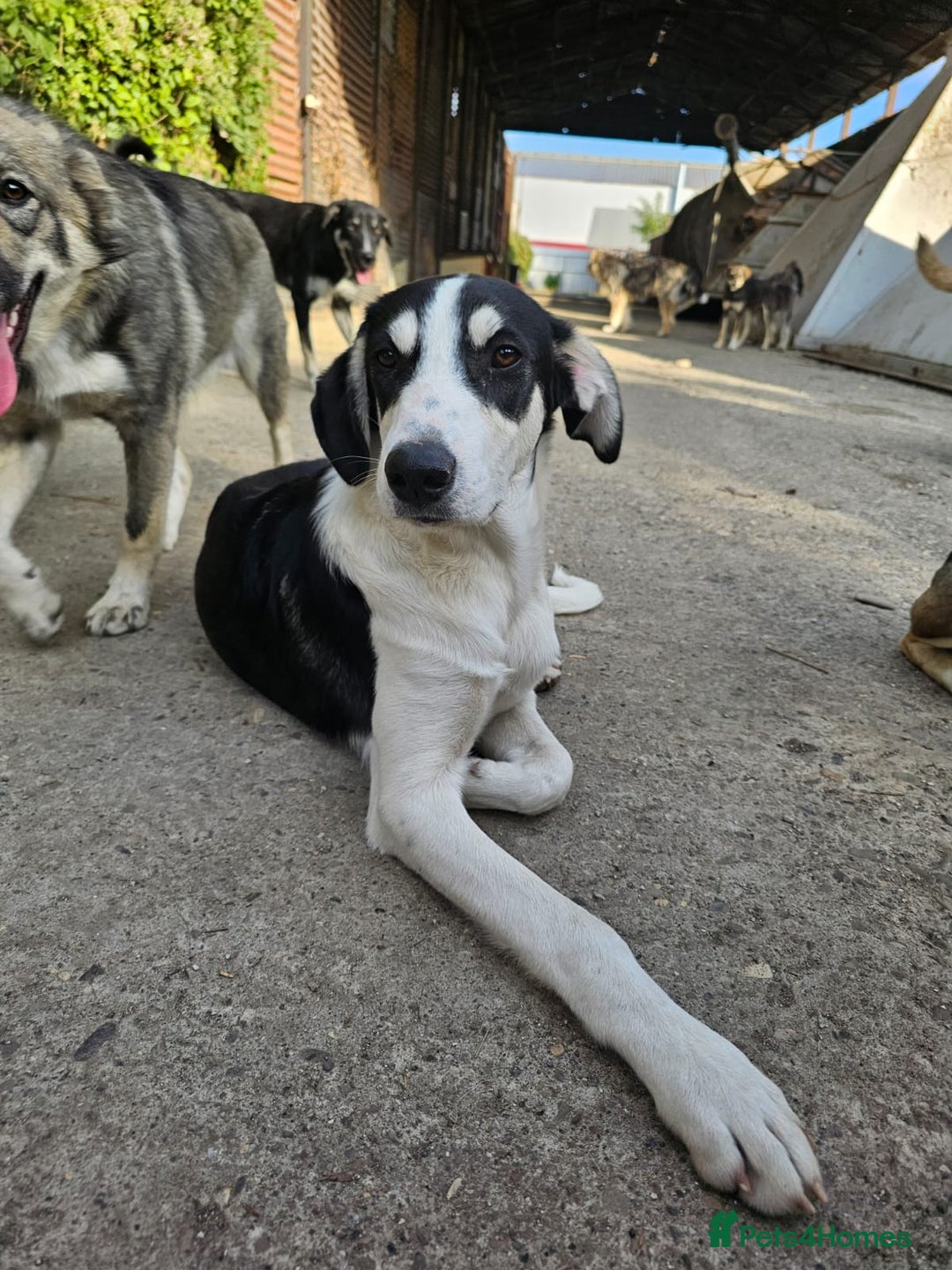 Mixed Breed dogs for adoption: OTIS - a Handsome and gentle boy for a Loving Home - Image 21