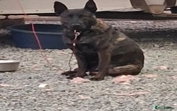 Belgian Shepherd Dog dogs for sale: 3 year old Protection trained female in Lambeth - Image 3