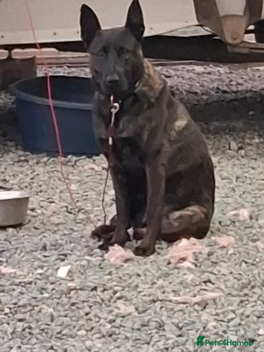 Belgian Shepherd Dog dogs for sale: 3 year old Protection trained female in Lambeth - Image 3