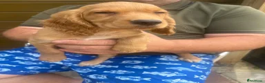 Cocker Spaniel 2
