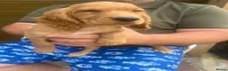 Cocker Spaniel dogs for sale: Beautiful Golden Cocker Spaniel Puppies  - Advert 4