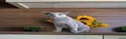Russian Blue cats for sale: Young Russian Blues - Advert 7