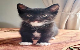 Domestic Shorthair cats for sale: 2 beautiful boys - Image 7