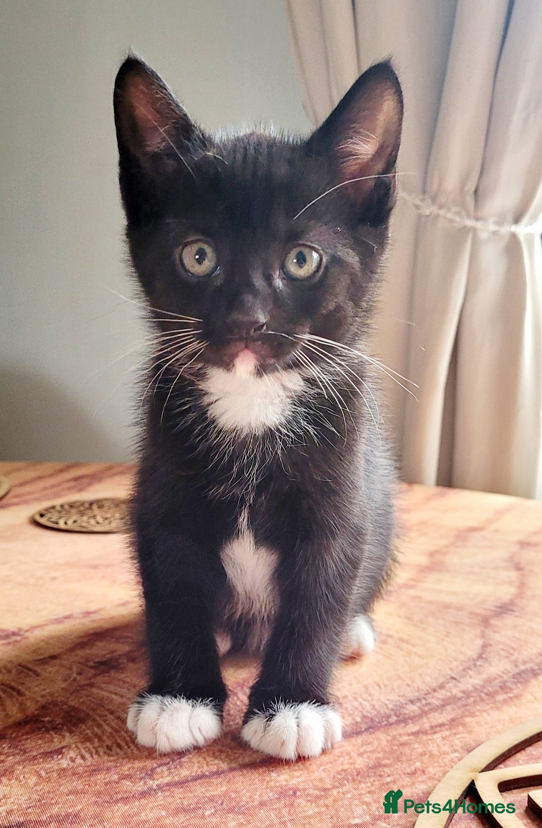 Domestic Shorthair cats for sale: 2 beautiful boys - Image 7