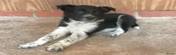 Border Collie dogs for sale: QUALITY BORDER COLLIE PUPPIES CHAMPION LINES in Cardiff - Advert 2