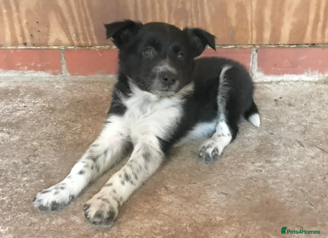 Border Collie dogs for sale: QUALITY BORDER COLLIE PUPPIES CHAMPION LINES in Cardiff - Advert 2