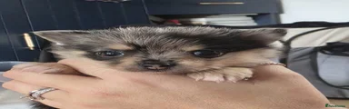 Pomchi 2