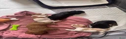 Cavalier King Charles Spaniel dogs for sale: 5 Gorgeous DNA health tested cavalier puppies  - Advert 19