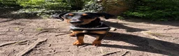 Dobermann dogs for sale: 9 month female Doberman  in Solihull - Advert 2