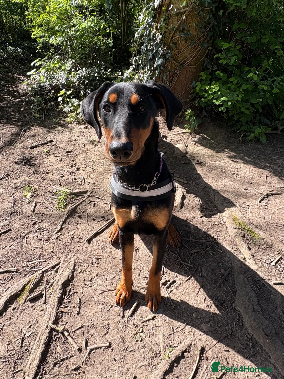 Dobermann dogs for sale: 9 month female Doberman  in Solihull - Advert 2