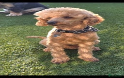 Toy Poodle dogs for stud: For stud toy poodle £125 - Image 1
