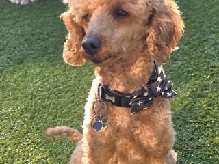 Toy Poodle dogs - Advert 1