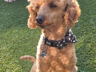 Toy Poodle dogs For stud toy poodle £125 - Advert 12