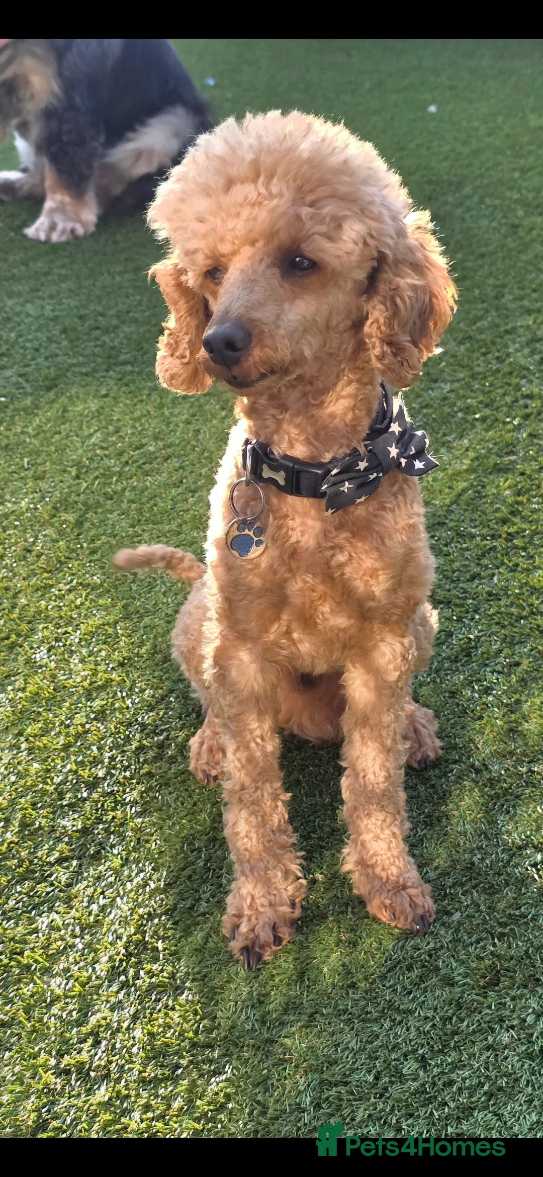 Toy Poodle dogs for stud: For stud toy poodle £125 - Advert 1