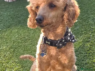 Toy Poodle dogs For stud toy poodle £125 - Advert 18